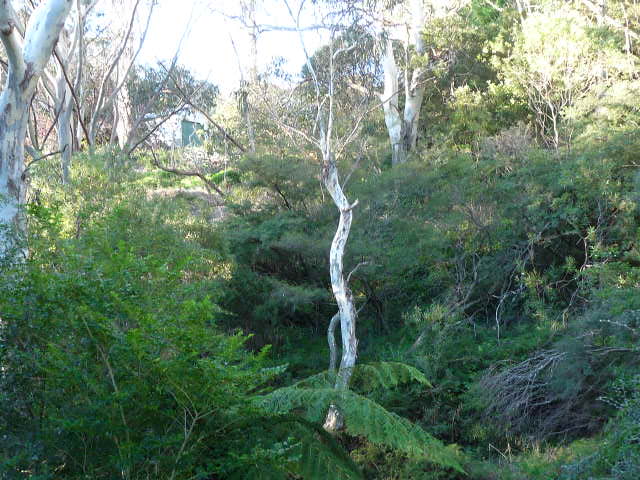 Trees in the Gully, Katoomba